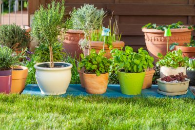 Qual è il periodo di germinazione del basilico?