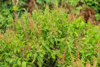 Raccogliere da soli i semi di basilico è facile