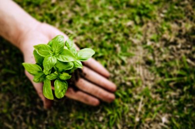 Basil - Profilo di un'erba leggendaria