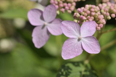 L'ortensia del contadino fiorisce tutta l'estate