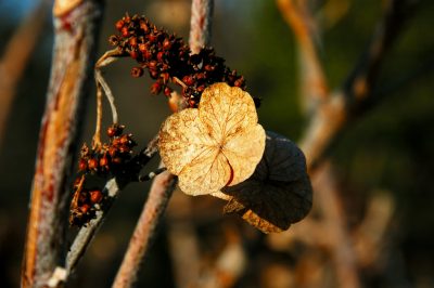 Le ortensie da giardino non fioriscono - qual è la ragione?