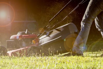 Fertilizzazione equilibrata per una fioritura abbondante delle ortensie dei contadini