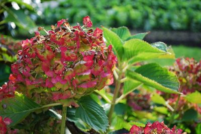 L'ortensia è sbiadita - tagliare i fiori sbiaditi?