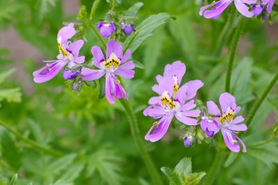 Ma annuale, L'orchidea contadina non è perenne