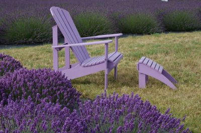 La peonia è una rosa di campagna?