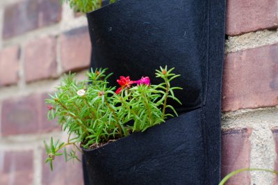 Le varietà di begonia più popolari e più nuove
