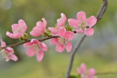 Essiccare l'artemisia e poi?