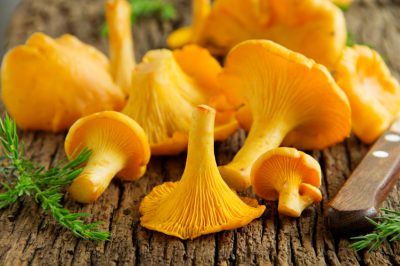 Quale luogo è ideale per le campanule di montagna?