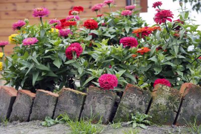 La palma di montagna forma un fiore come pianta da appartamento?
