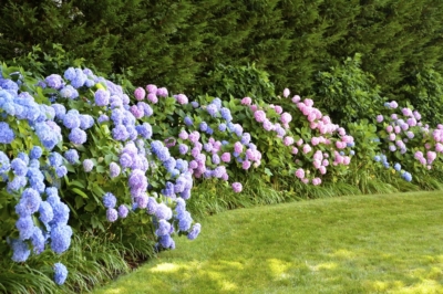 La betulla in primavera
