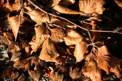 La betulla e i suoi semi - riconoscerli e usarli correttamente