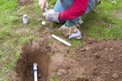 Quanto sono alti i peri in giardino?