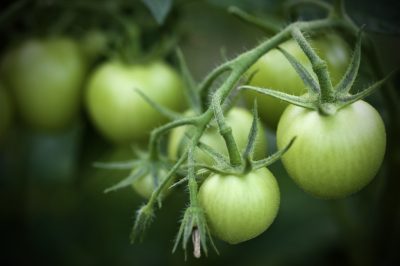 Lotta ai pidocchi delle foglie dei fagioli in modo naturale