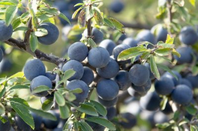 Le margherite blu possono essere svernate in casa