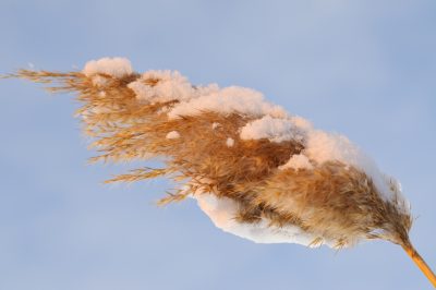 La festuca blu non è velenosa