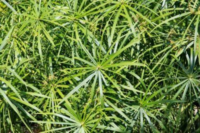 La festuca blu è resistente