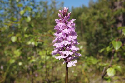Quando è il periodo di fioritura del bluestem?