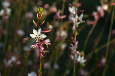 Quali sono i trucchi per svernare il plumbago?