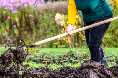 La posizione ideale per il corniolo da fiore