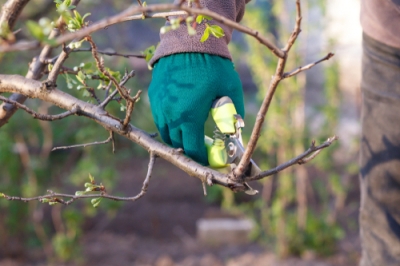 Pruning Blood Plum as a Shrub and Tree - Tutorial Has the Instructions