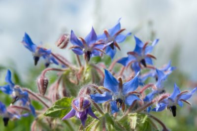 Borage: un'erba innocua o velenosa?