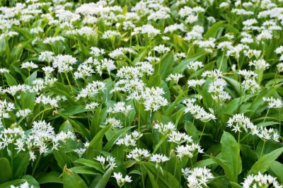 L'aglio selvatico in primavera: Una stagione di deliziose idee di ricette