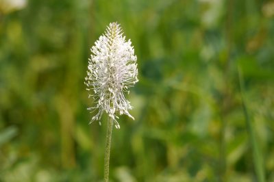 L'aglio selvatico come erba stagionale: conservazione per congelamento