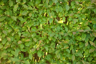 Le more in giardino non maturano - cosa fare