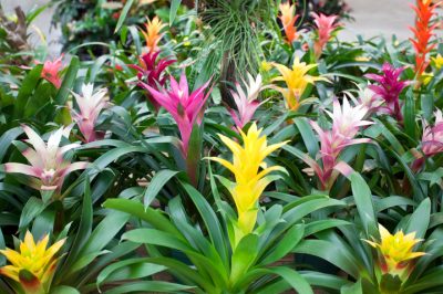 La bromelide è velenosa?