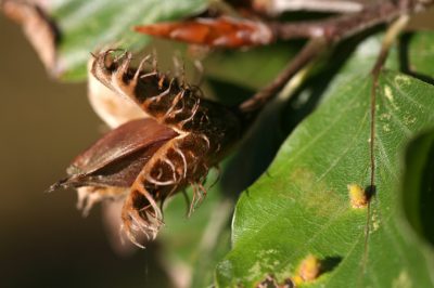 Le noci di faggio contengono fagina tossica e acido prussico