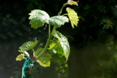 Qual è il modo migliore per far svernare la mia aquilegia?