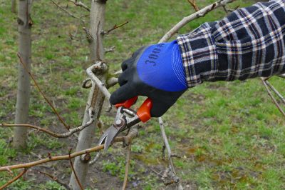 Le varietà di pomodori a cespuglio più popolari per letti e balconi