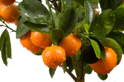 Questa cura ricompenserà un calamondino con un ricco raccolto