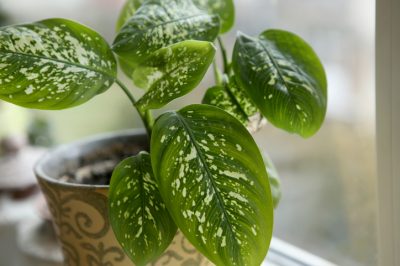 La giusta posizione per la calla da interno