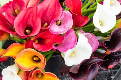 La calla da interno - fiore con grandi esigenze