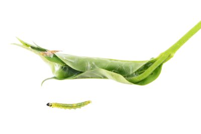 La Calla (Zantedeschia) ha bisogno di buone cure