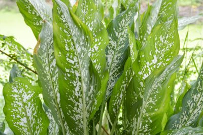 La calla non è resistente per svernare