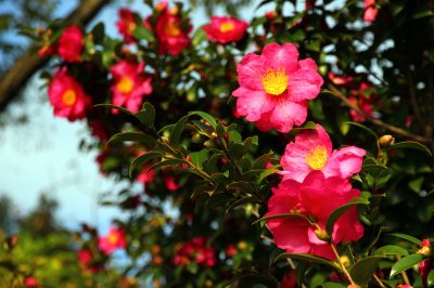 La giusta posizione per la Camellia japonica