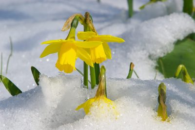 Estendere e intensificare il tempo di fioritura della canna