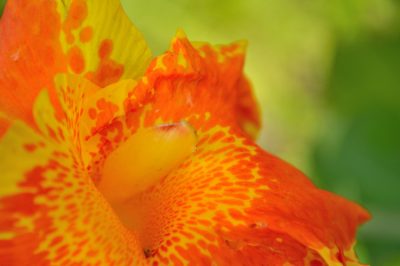 Grandi e piccoli - una panoramica delle varietà di canna