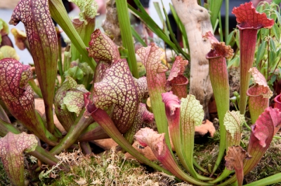 La Celosia caracas è velenosa?