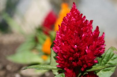 La Celosia caracas può essere svernata?