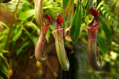 La cura del Cephalotus follicularis (lanciatore nano)