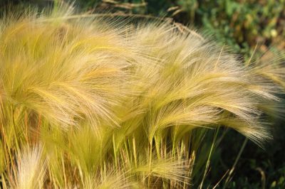 La palma da miele cilena è resistente?