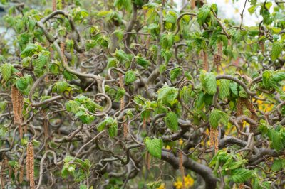 Fiore di cavolo cinese: Perché e cosa si può fare?