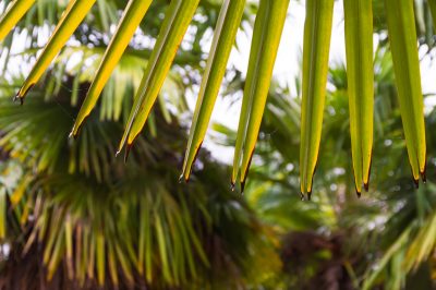 Perché la palma di canapa cinese ha le foglie marroni?