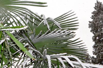 La palma di canapa cinese è resistente in questo paese?