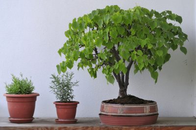 La stagione di fioritura della rosa di Natale