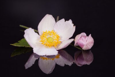 La giusta posizione per la rosa di Natale