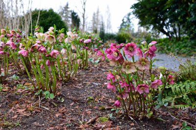 Le diverse varietà della rosa di Natale